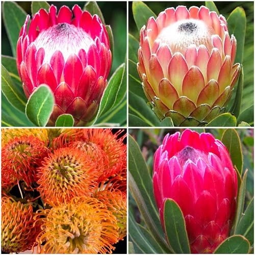 Mixed Protea Flower Seeds
