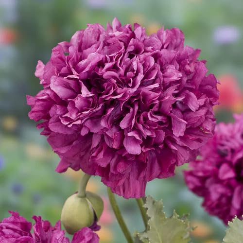 Purple Peony Flower Seeds