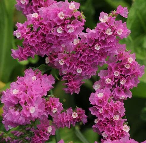 Pink Statice Flower Seeds