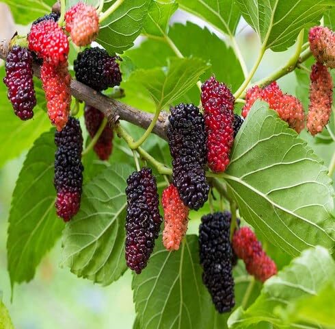 red mulberry fruit Fruit Seeds for Home Planting Premium Germination Healthy Harvest Growing