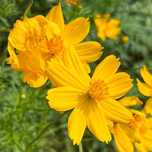 Yellow Cosmos Flower Seeds