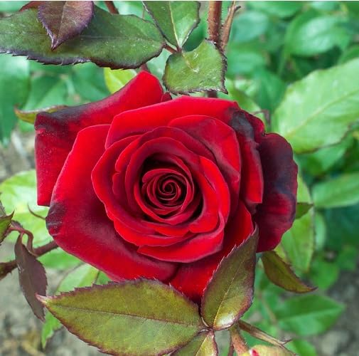 Red Rose Flower Seeds