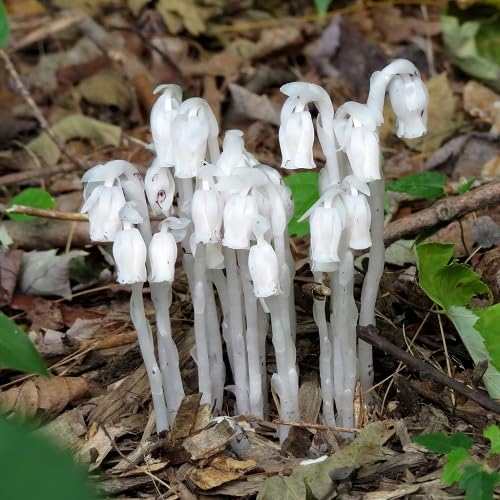 white monotropa uniflora flower