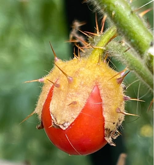 Red Litchi Tomato Fruit Seeds vegetable seeds - Heirloom, Organic, Non Gmo Garden Seeds for kitchen garden planting