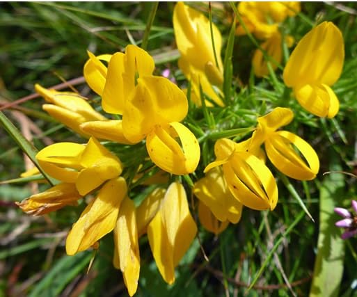ulex Flower Seeds