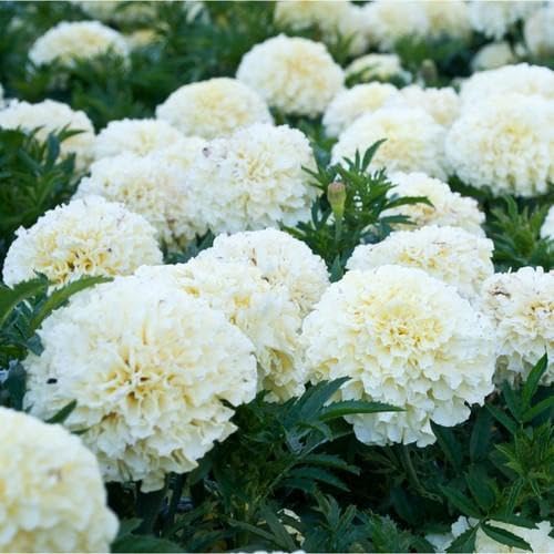 White Marigold Flower Seeds