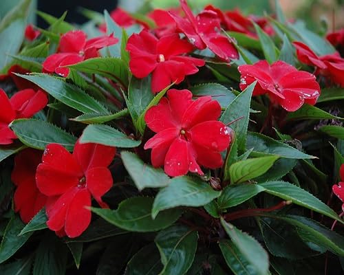 Guinea Flower Seeds