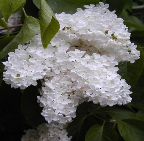 white lilac flowers seeds