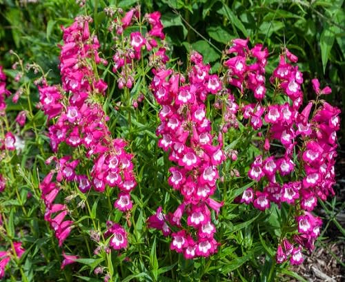 Pink Penstemon Flower Seeds