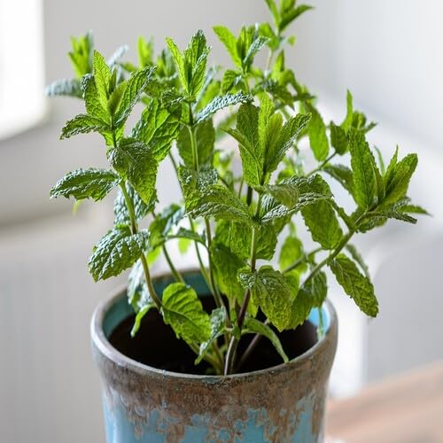 Green Mint Plant Seeds herb seeds - high germination, backyard growing garden seeds