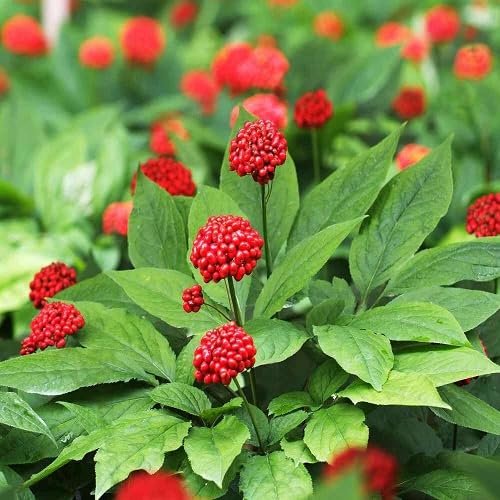 green ginseng Fruit Seeds organic garden seeds