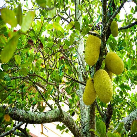 Green Marang fruit seeds for organic garden planting