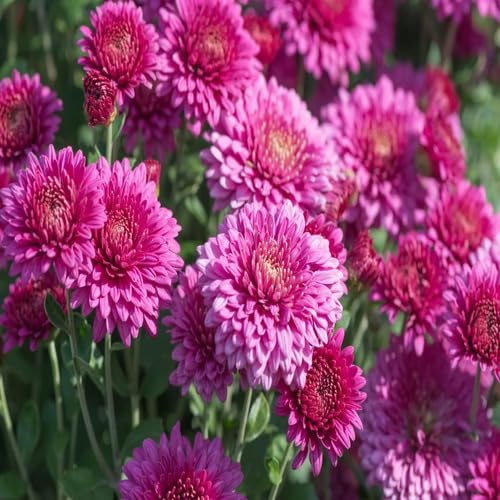 Pink Chrysanthemum Flower Seeds