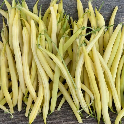 Yellow Beans vegetable seeds for Home Gardening, Organic Raised Bed Garden Favorite for kitchen garden planting
