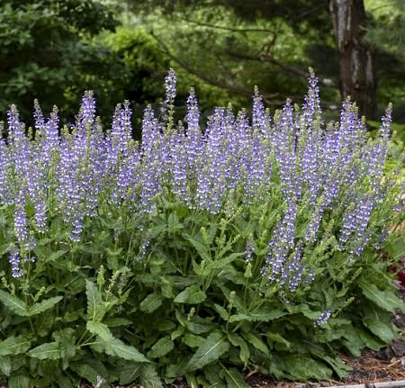 Salvia Azurea Flower Seeds