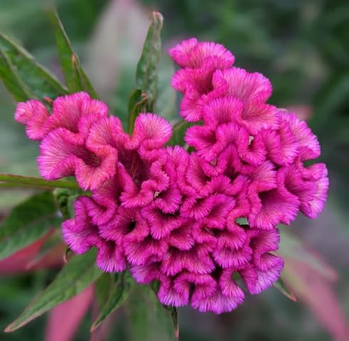 Pink Celosia Flower Seeds