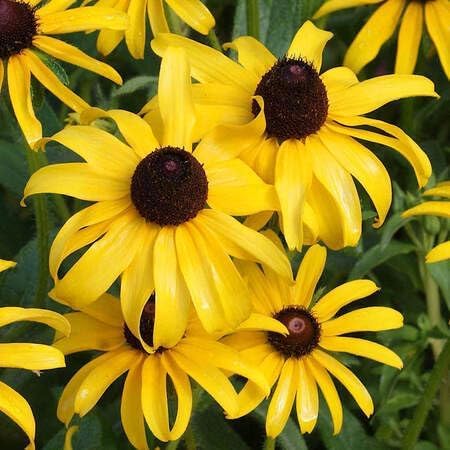 Rudbeckia Triloba Flower Seeds