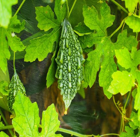 Green Bitter Guard vegetable seeds for Home Gardening, Organic Raised Bed Garden Favorite for kitchen garden planting