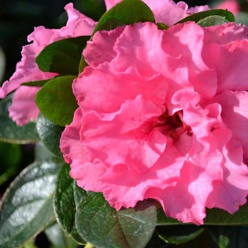 Double Azalea Flower Seeds