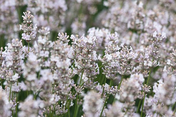White Lavender Flower Seeds