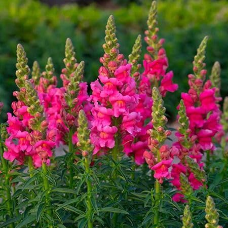 Pink Antirrhinum majus Flower Seeds