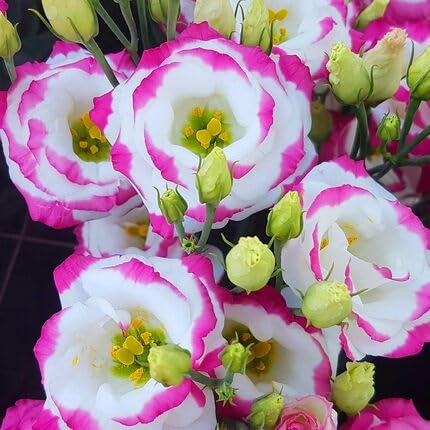 Pink White Lisianthus Flower Seeds