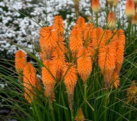 Kniphia Flower Seeds