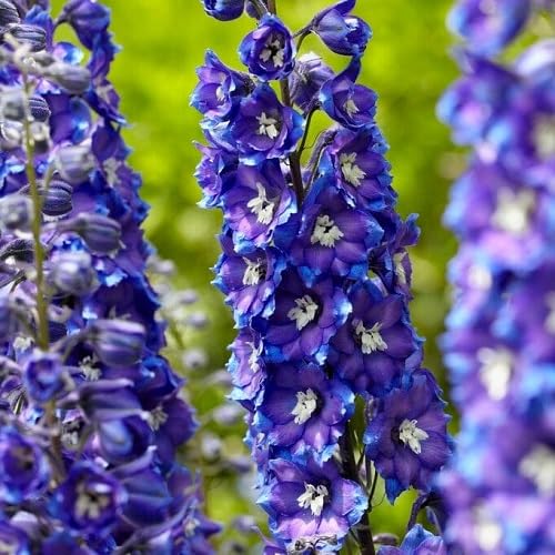 Violet Larkspur Flower Seeds