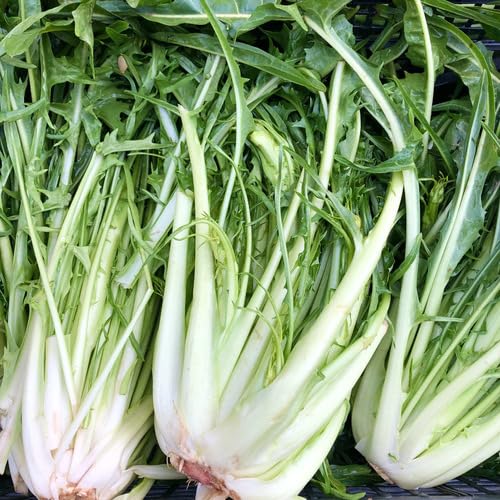 Green Puntarelle Cichorium vegetable seeds - Heirloom, Organic, Non Gmo Garden Seeds for kitchen garden planting