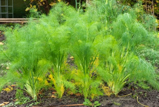 Perennial Dill Plant Seeds herb seeds - sustainable gardening, high germination garden seeds