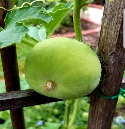 Tinda vegetable seeds for Home Gardening, Natural Farm Fresh Gardening Choice Premium for kitchen garden planting