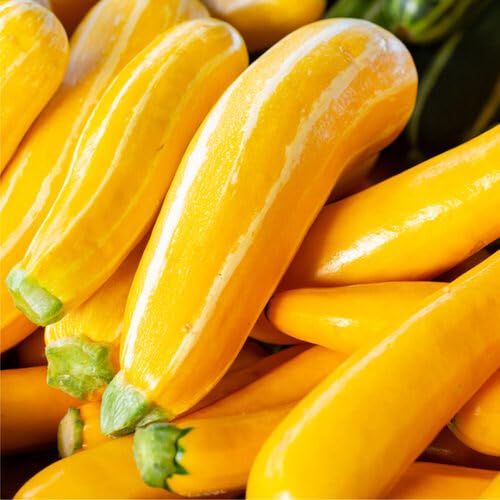 Yellow Courgette vegetable seeds - Heirloom, Organic, Non Gmo Garden Seeds for kitchen garden planting