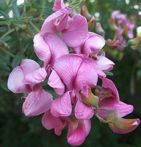 Pink Virgilia Capensis Flower Seeds