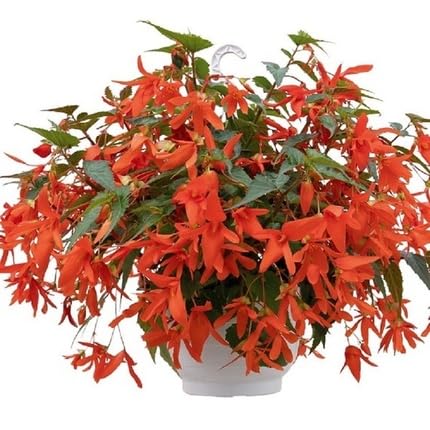 Red Boliviensis Flower Seeds