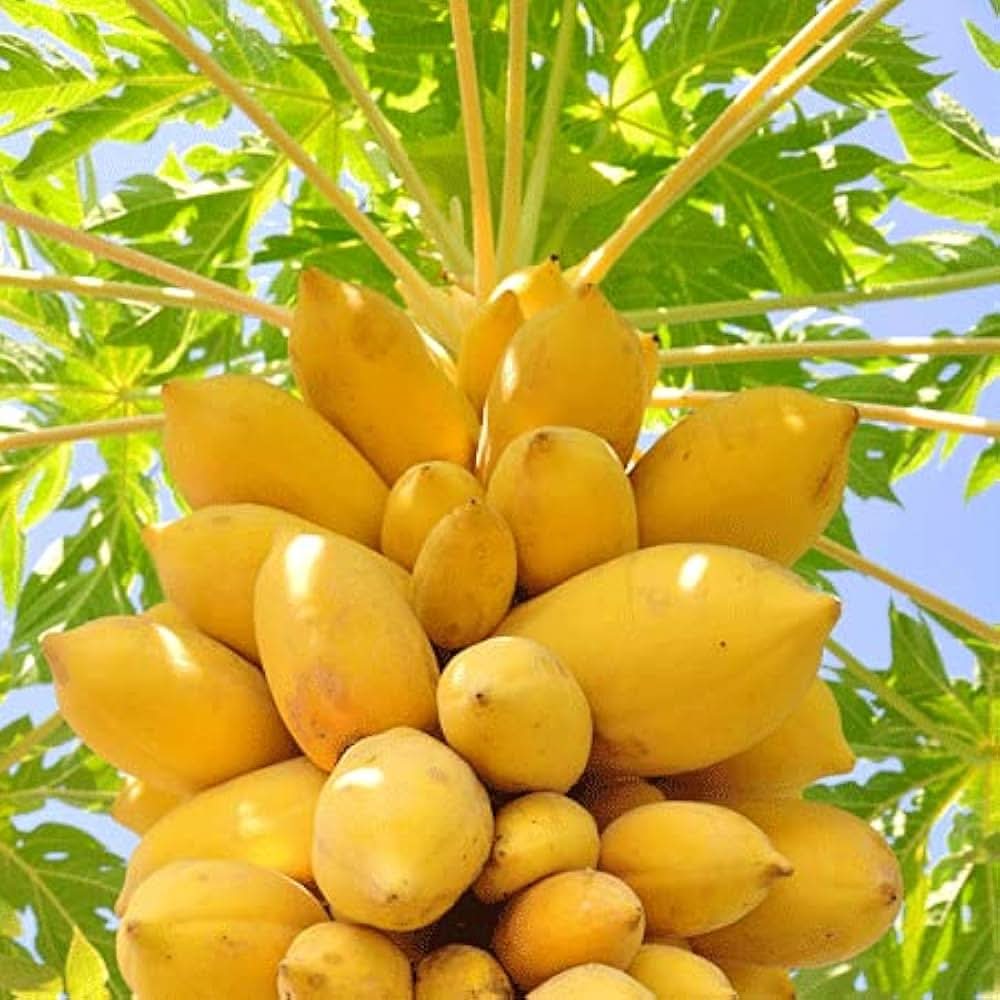 light yellow papaya fruit for planting sweet papayas tropical gardens Fruit seeds