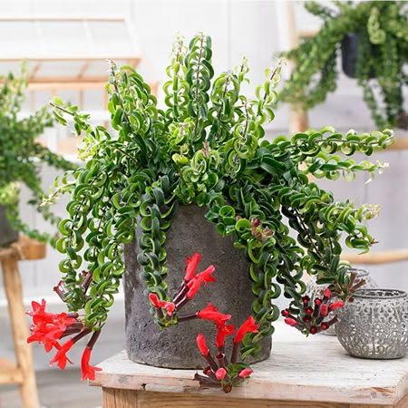 Red Aeschynanthus radicans Flower Seeds