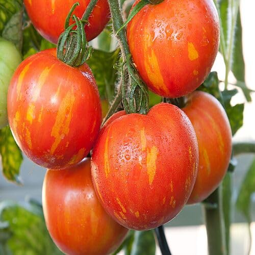Red Tigerella Tomato vegetable seeds vegetable seeds for Home Gardening, Fast Growing Backyard for kitchen garden planting