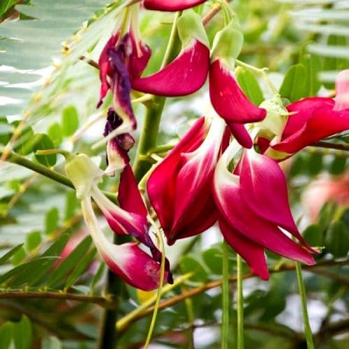 Red Sesbania grandiflora Flower Seeds