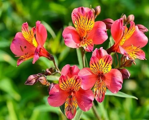 Chiffon Coreopsis Flower Seeds