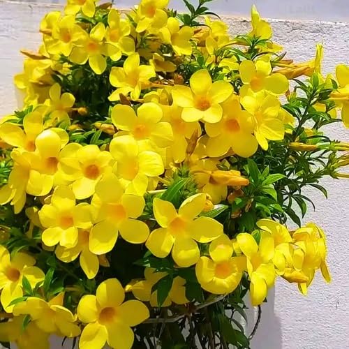 Yellow Allamanda Flower Seeds