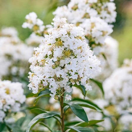 White Myrtle Flower Seeds