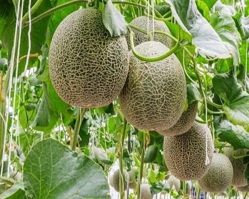 Cream Cantaloupe . Fruit fruit seeds for organic garden planting