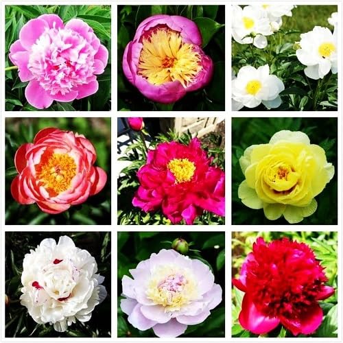 Mix Pansy Flowers Seeds