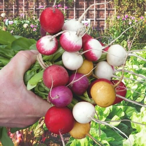 Mixed Radish Vegetables Seeds vegetable seeds - Heirloom, Organic, Non Gmo Garden Seeds for kitchen garden planting