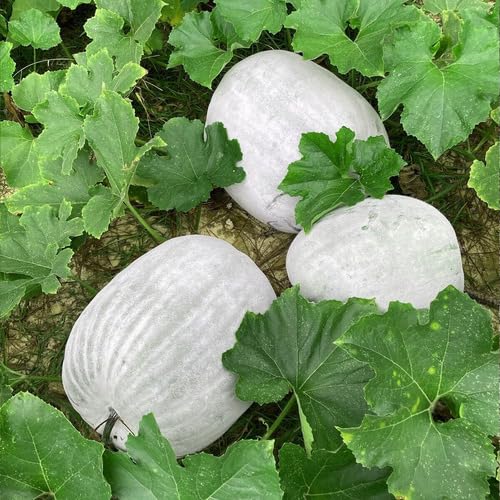 White Ash Gourd vegetable seeds for Home Gardening, Heirloom, Non-GMO, High Germination for kitchen garden planting
