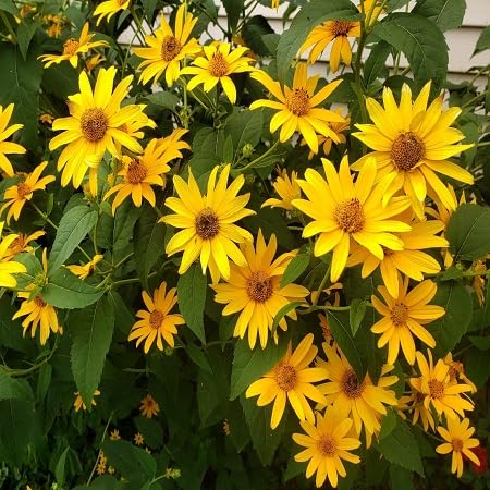 Yellow heliopsis Flower Seeds