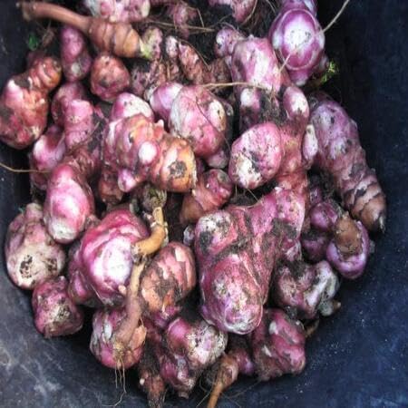 Topinambur vegetable seeds for Home Gardening, Natural Farm Fresh Gardening Choice for kitchen garden planting