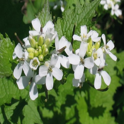 White Petiolata Flower Seeds