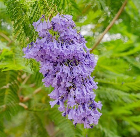 Violet Jacaranda Flower Seeds