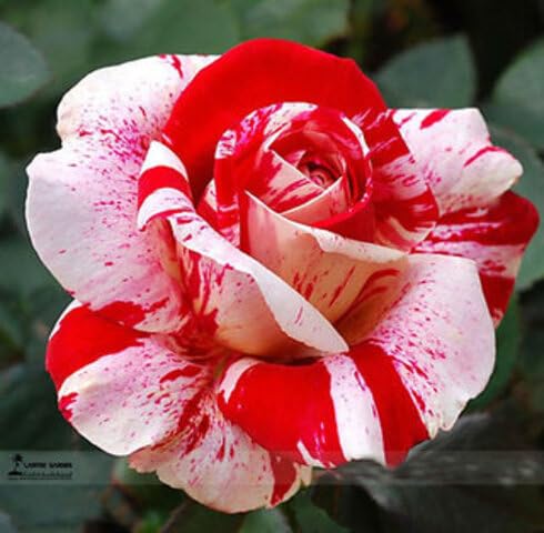 Red Pink Rose Flower Seeds